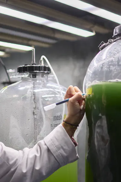 Algen ersetzen chemische Pestizide